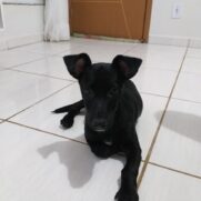 Cachorro porte medio para adoção em Valparaíso de Goiás - Goiás