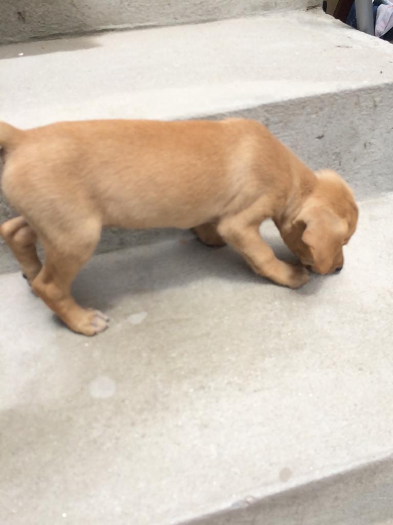 Cachorro Pequeno para adoção em Mogi das Cruzes - São Paulo