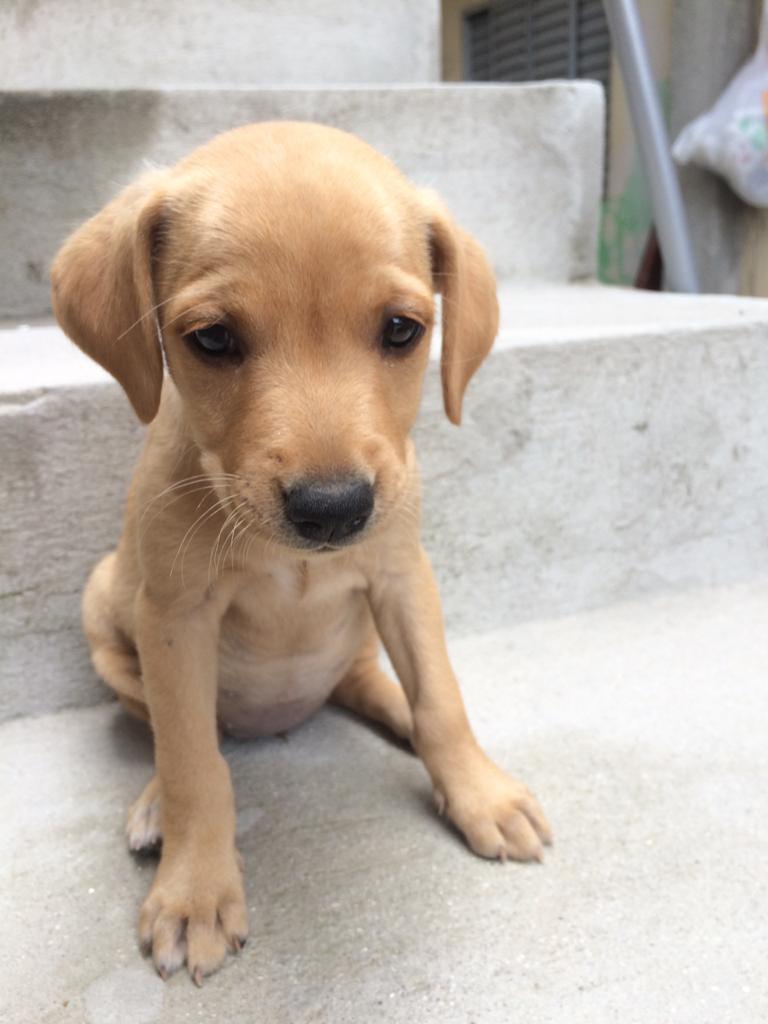 Cachorro Pequeno para adoção em Mogi das Cruzes - São Paulo