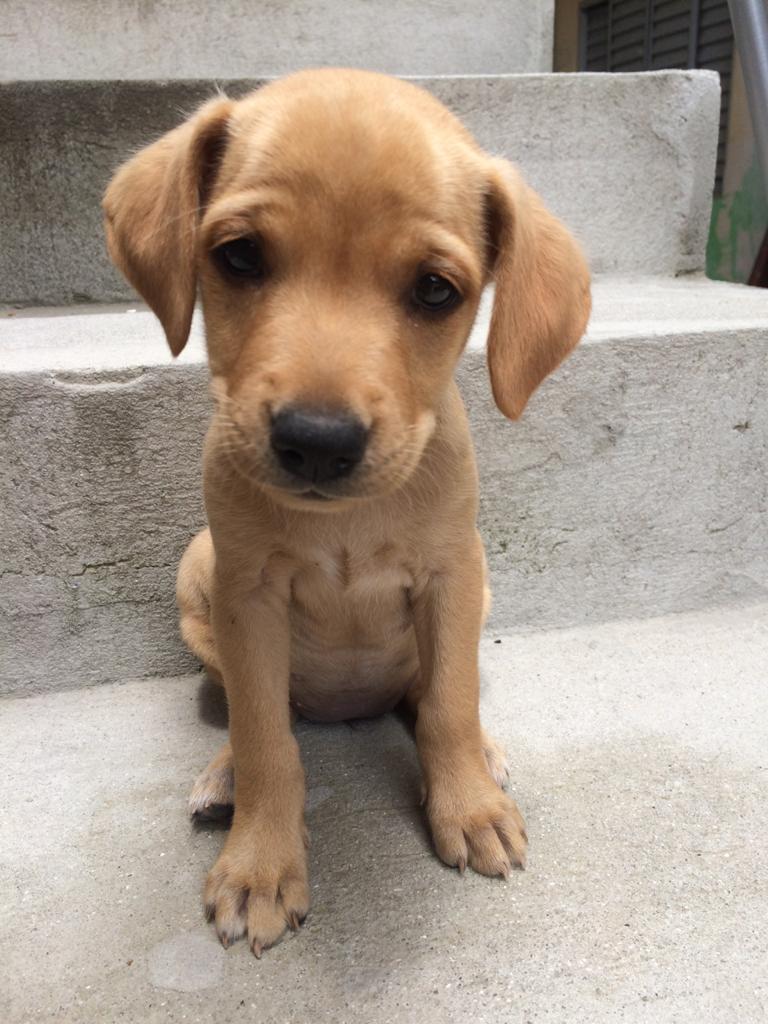 Cachorro Pequeno para adoção em Mogi das Cruzes - São Paulo