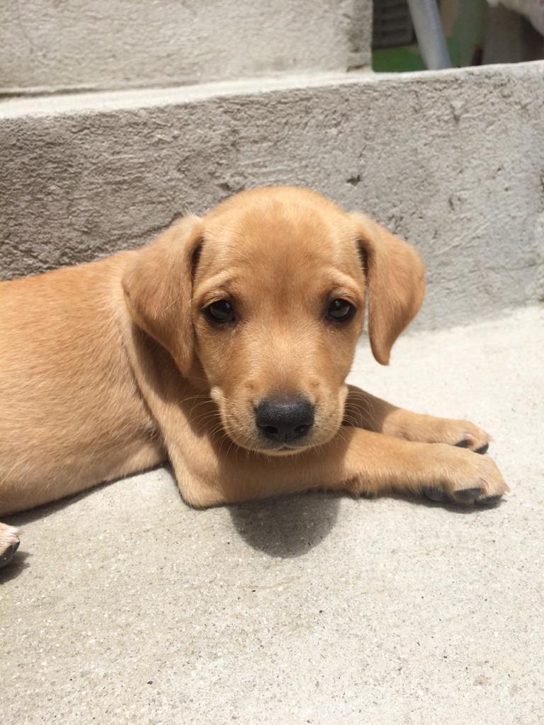 Cachorro Pequeno para adoção em Mogi das Cruzes - São Paulo