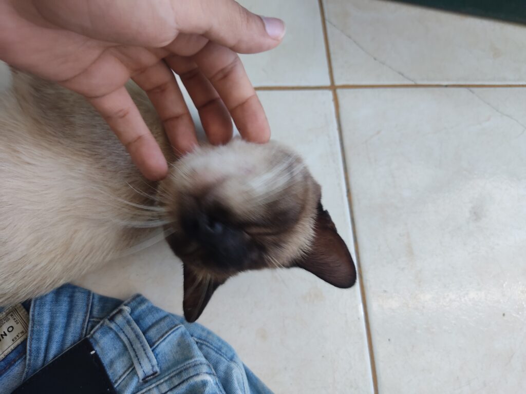 Gato Pequeno para adoção em São João de Meriti - Rio de Janeiro