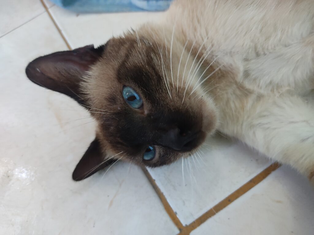 Gato Pequeno para adoção em São João de Meriti - Rio de Janeiro