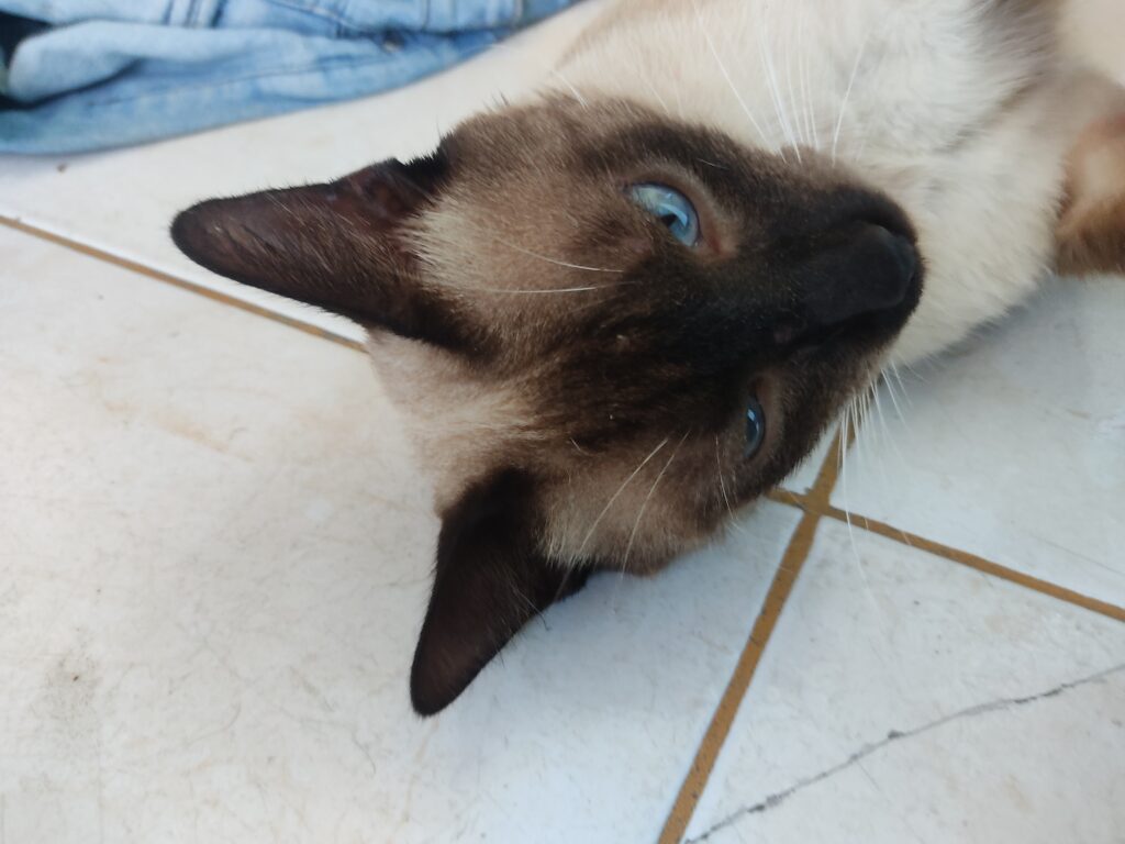 Gato Pequeno para adoção em São João de Meriti - Rio de Janeiro