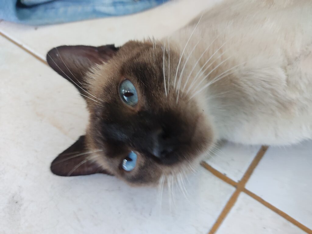 Gato Pequeno para adoção em São João de Meriti - Rio de Janeiro