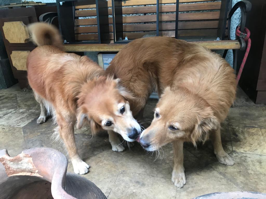 Cachorro Grande para adoção em Rio de Janeiro - Rio de Janeiro