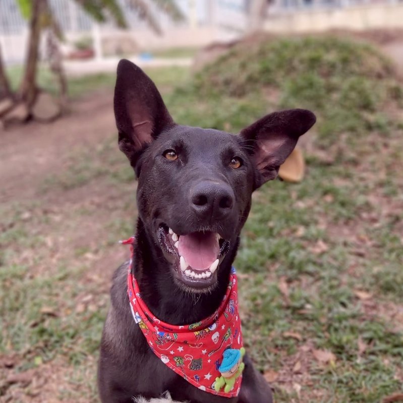 Cachorro Grande para adoção em Curitiba - Paraná