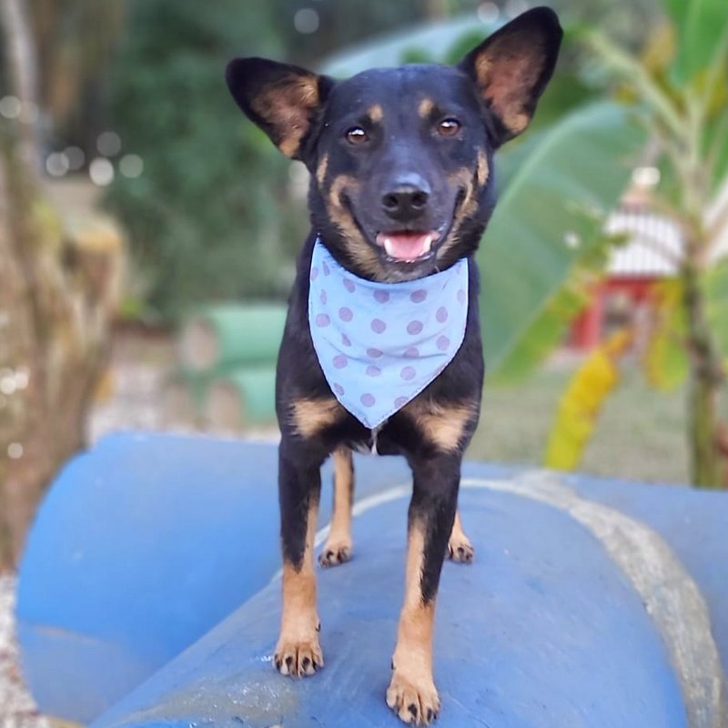 Cachorro Médio para adoção em Curitiba - Paraná