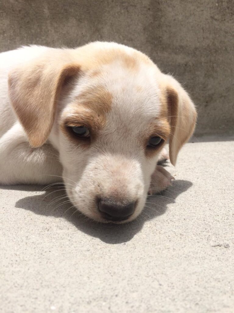 Cachorro Pequeno para adoção em Mogi das Cruzes - São Paulo