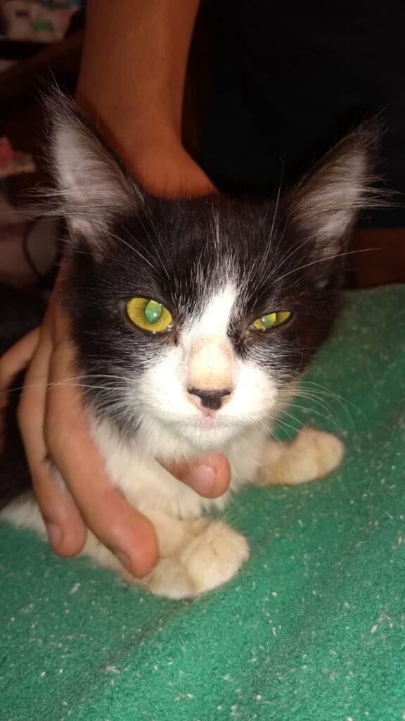 Gato Pequeno para adoção em Betim - Minas Gerais