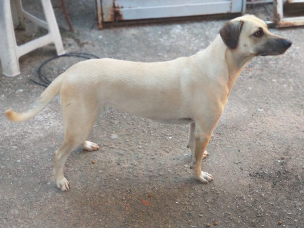 Cachorro Médio para adoção em Sorocaba - São Paulo