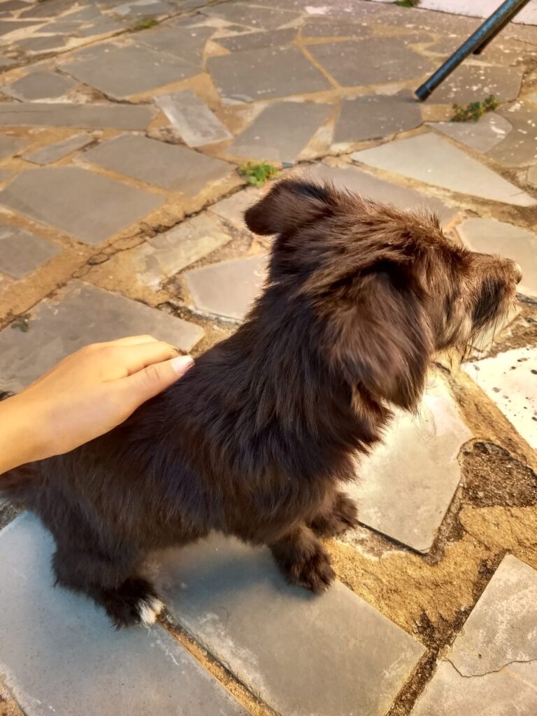 Cachorro Pequeno para adoção em Betim - Minas Gerais