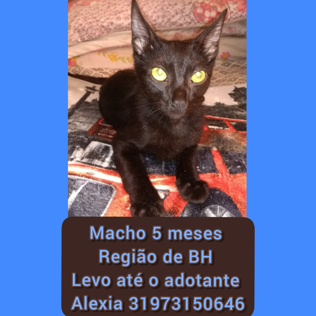 Gato Pequeno para adoção em Betim - Minas Gerais