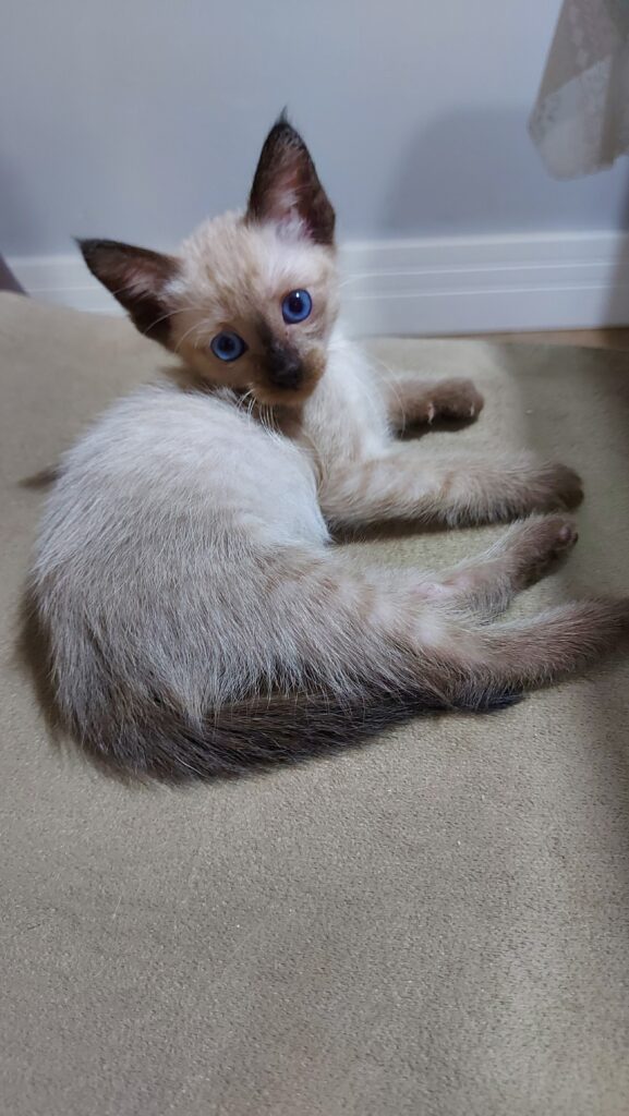 Gato Pequeno para adoção em Itapevi - São Paulo