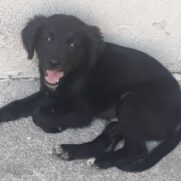 Cachorro porte medio para adoção em Rio de Janeiro - Rio de Janeiro