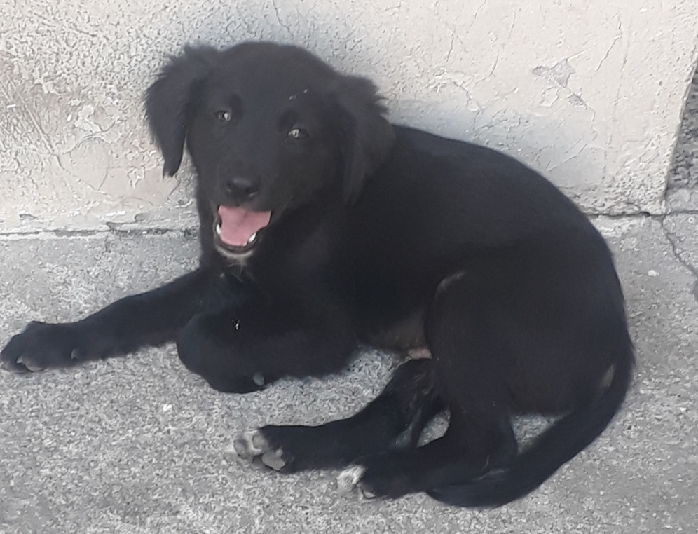 Cachorro Médio para adoção em Rio de Janeiro - Rio de Janeiro