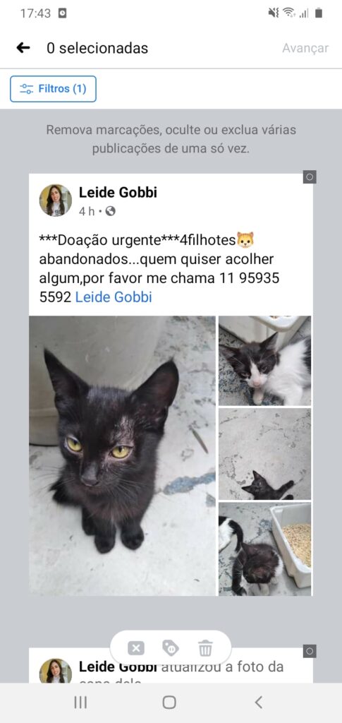 Gato Pequeno para adoção em São Paulo - São Paulo