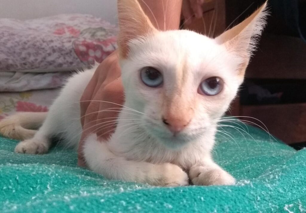 Gato Pequeno para adoção em Betim - Minas Gerais