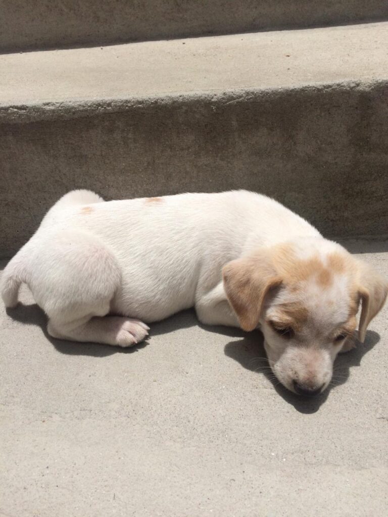 Cachorro Pequeno para adoção em Mogi das Cruzes - São Paulo