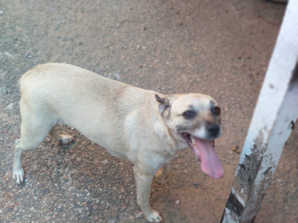 Cachorro Pequeno para adoção em Sorocaba - São Paulo