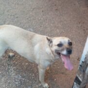 Cachorro porte pequeno para adoção em Sorocaba - São Paulo