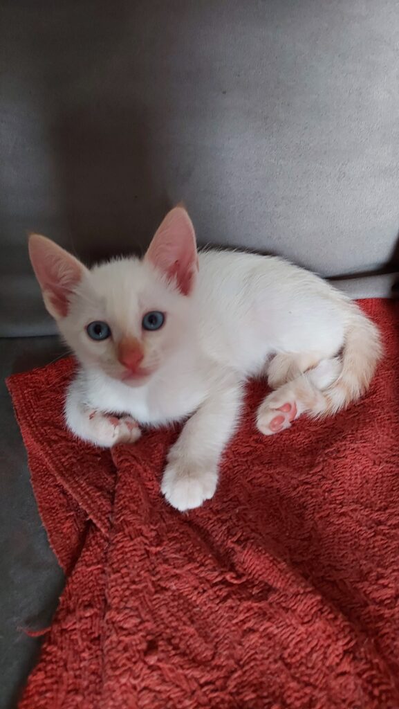 Gato Pequeno para adoção em Itapevi - São Paulo