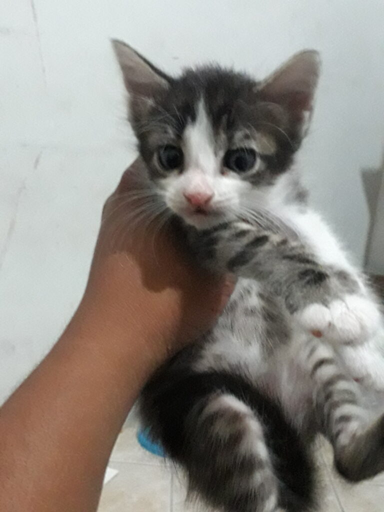 Gato Pequeno para adoção em Rio de Janeiro - Rio de Janeiro