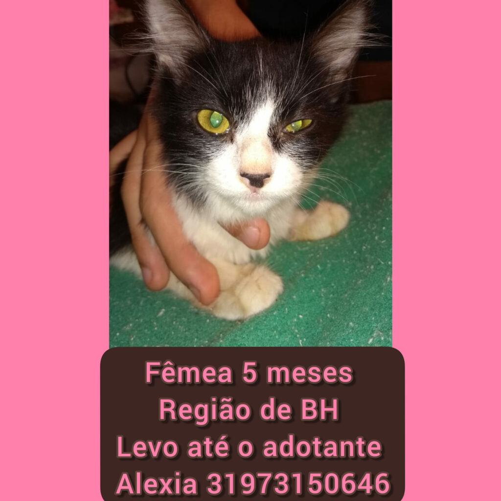 Gato Pequeno para adoção em Betim - Minas Gerais