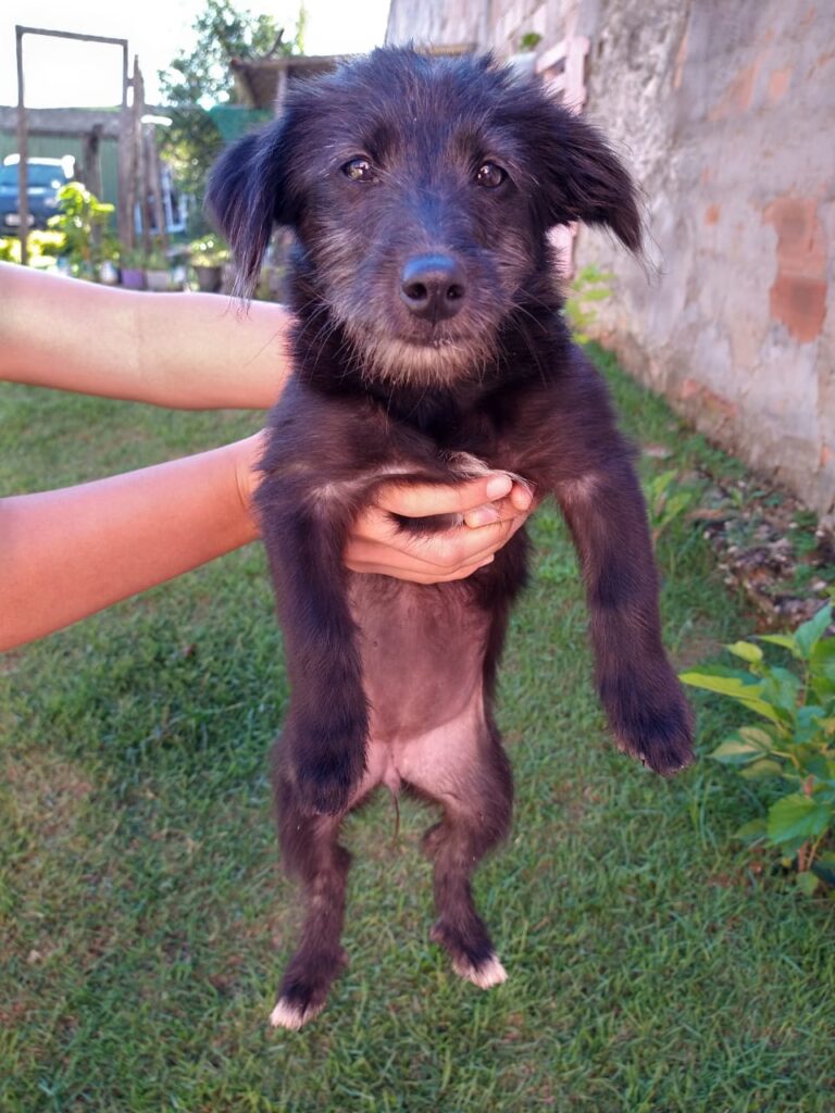 Cachorro Pequeno para adoção em Betim - Minas Gerais