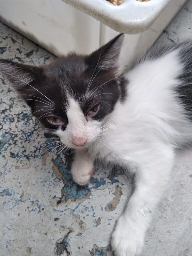 Gato Pequeno para adoção em São Paulo - São Paulo