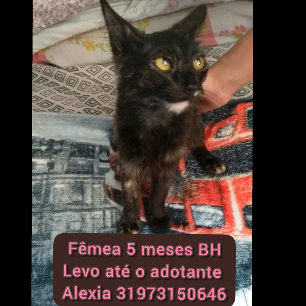 Gato Pequeno para adoção em Betim - Minas Gerais