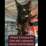 Gato porte pequeno para adoção em Betim - Minas Gerais