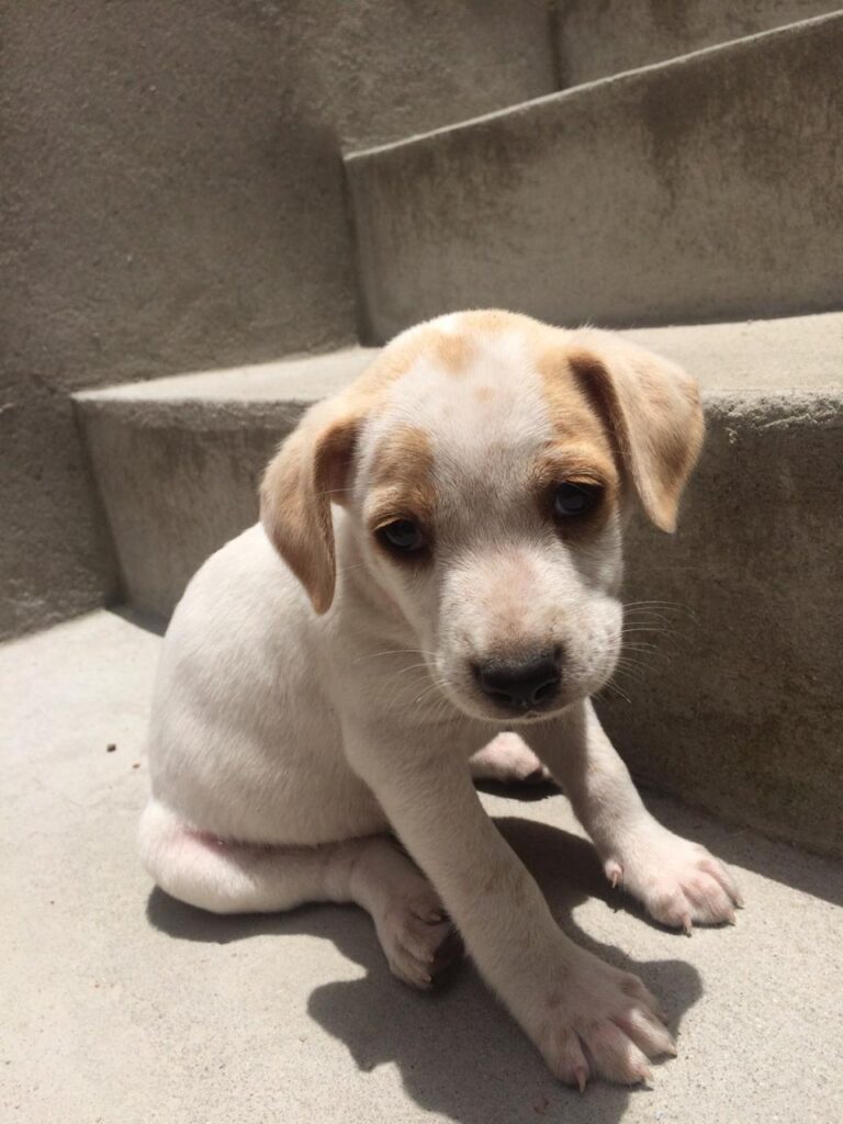 Cachorro Pequeno para adoção em Mogi das Cruzes - São Paulo