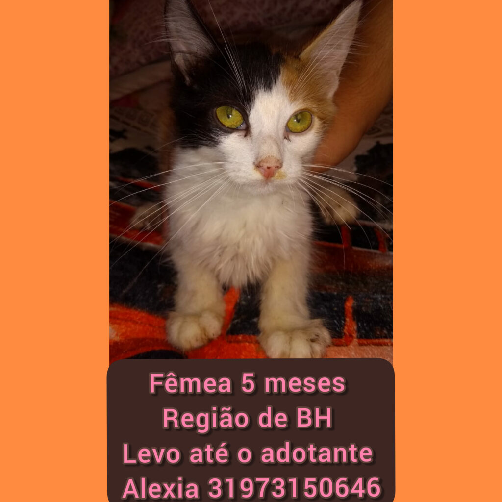 Gato Pequeno para adoção em Betim - Minas Gerais