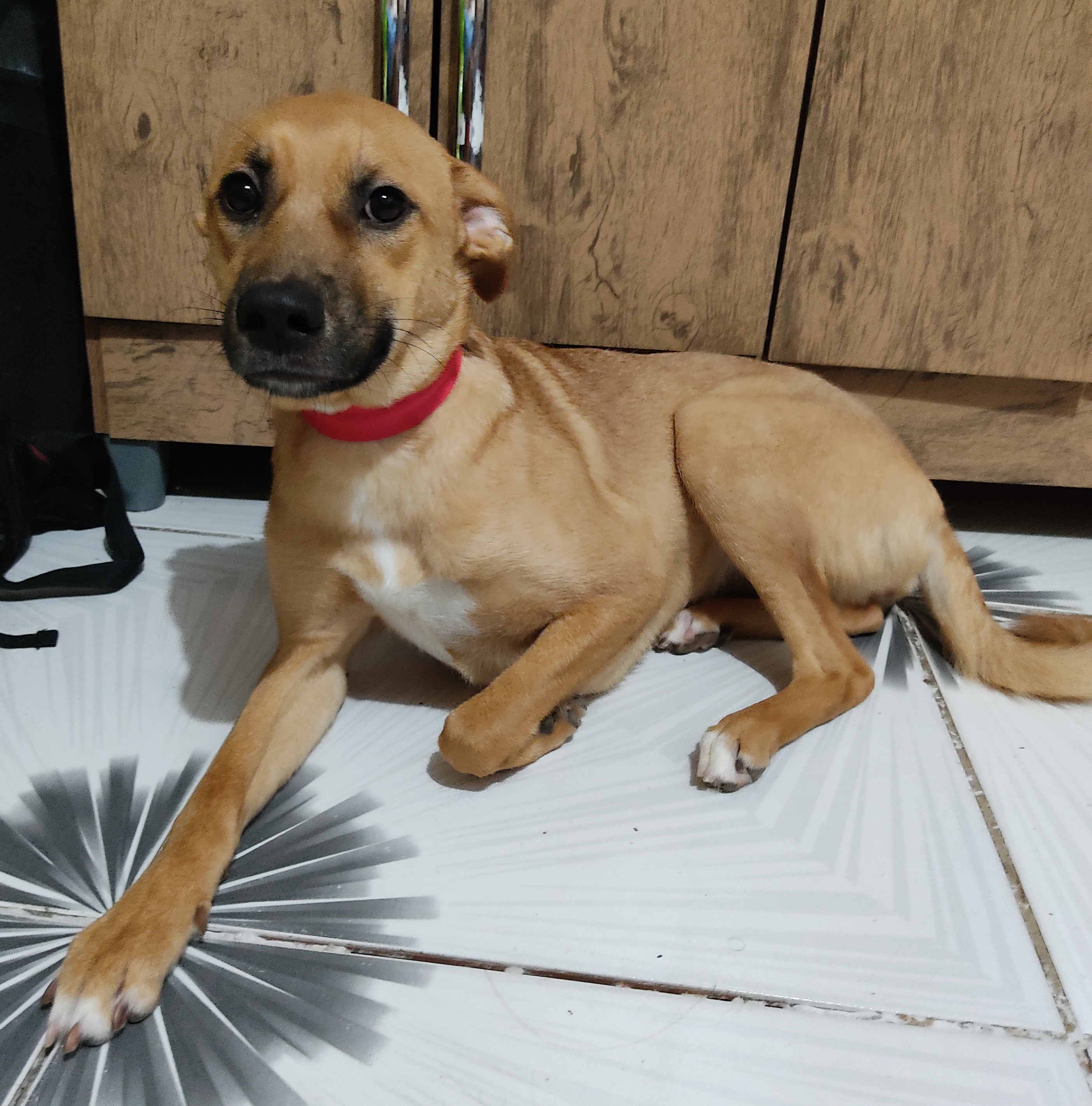 Cachorro Médio para adoção em Santo André - São Paulo