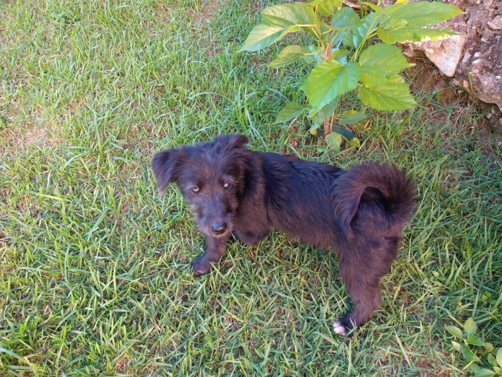 Cachorro Pequeno para adoção em Betim - Minas Gerais