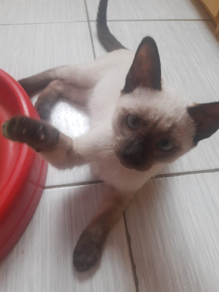 Gato Pequeno para adoção em São Bernardo do Campo - São Paulo