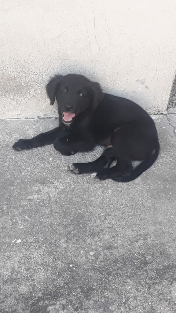 Cachorro Médio para adoção em Rio de Janeiro - Rio de Janeiro