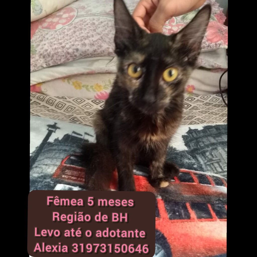 Gato Pequeno para adoção em Betim - Minas Gerais