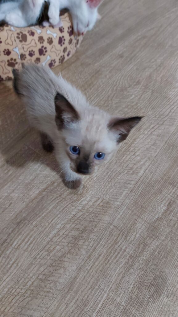 Gato Pequeno para adoção em Itapevi - São Paulo