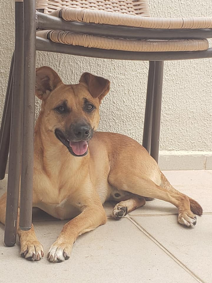 Cachorro Médio para adoção em Sorocaba - São Paulo