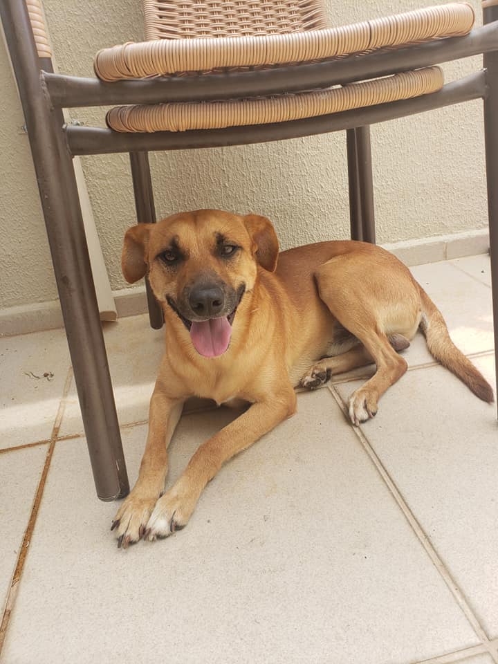 Cachorro Médio para adoção em Sorocaba - São Paulo