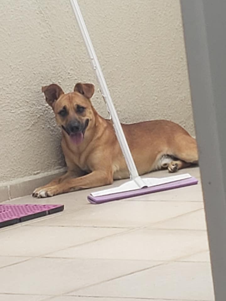 Cachorro Médio para adoção em Sorocaba - São Paulo