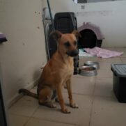 Cachorro porte medio para adoção em Sorocaba - São Paulo