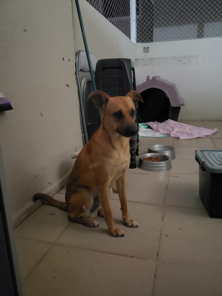 Cachorro Médio para adoção em Sorocaba - São Paulo