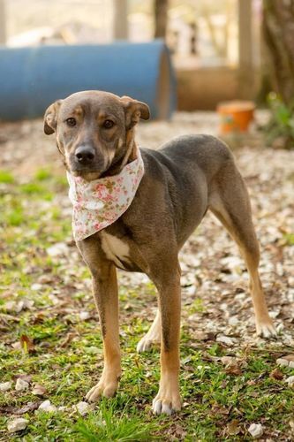 Cachorro Médio para adoção em Curitiba - Paraná