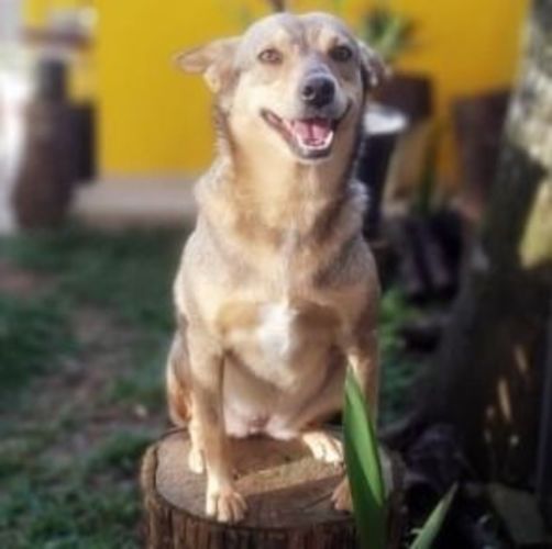 Cachorro Médio para adoção em Curitiba - Paraná