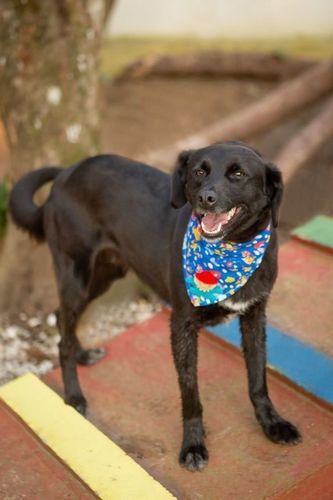 Cachorro Médio para adoção em Curitiba - Paraná