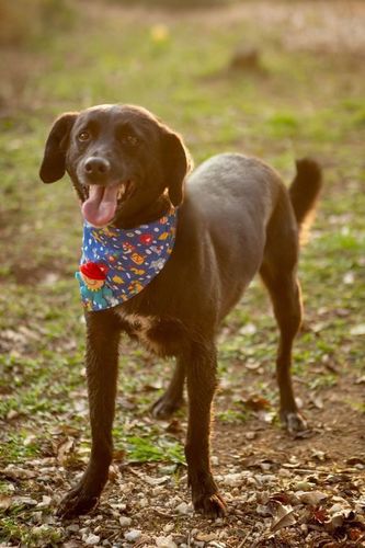 Cachorro Médio para adoção em Curitiba - Paraná