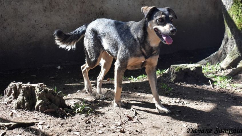 Cachorro Médio para adoção em Curitiba - Paraná